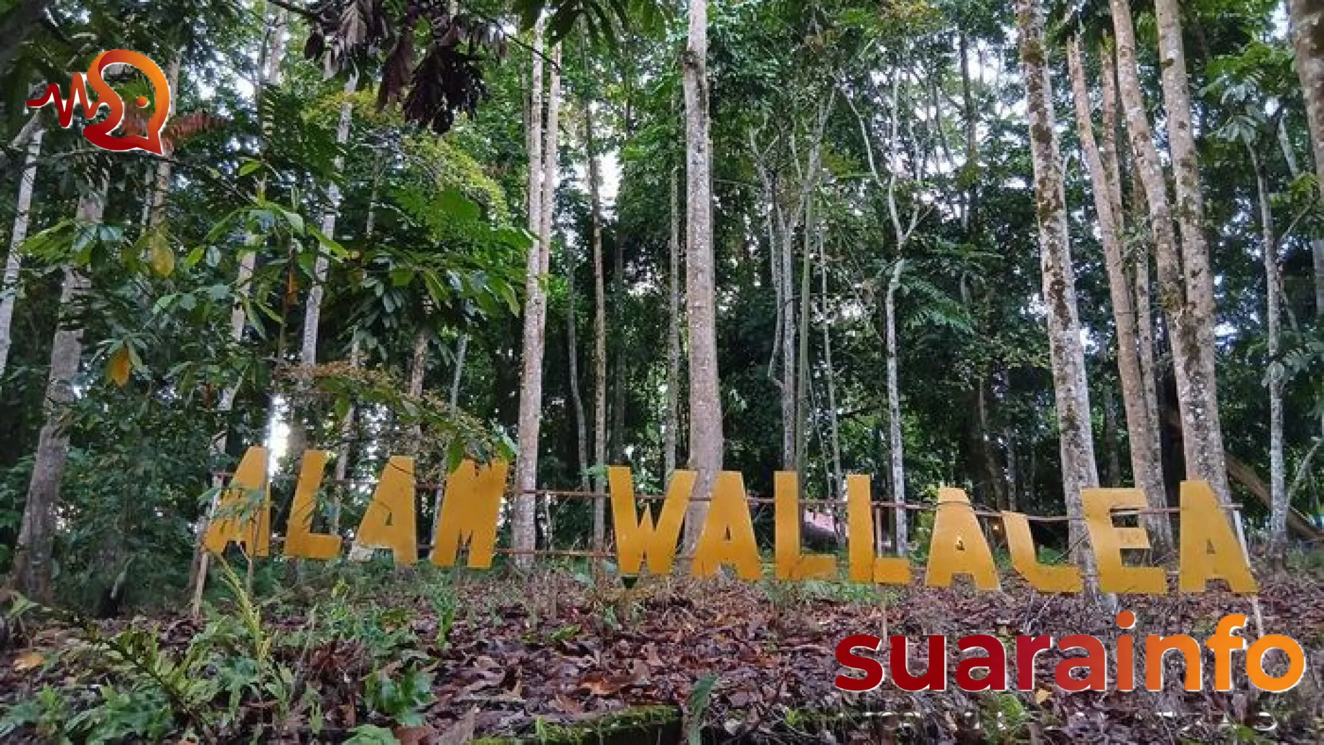 Menelusuri Surga Avifauna: Keajaiban Burung Endemik di Jantung Taman Nasional Bogani Wartabone