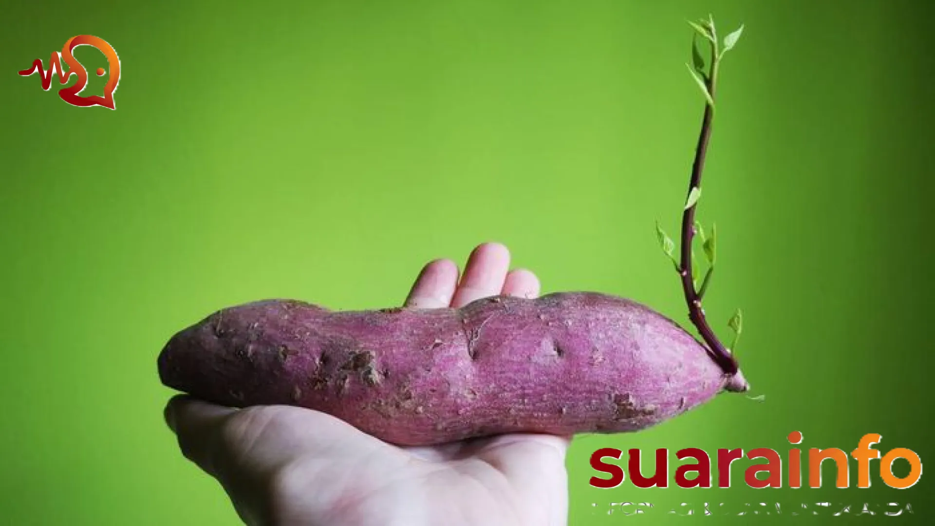 Bukan Sekadar Pangan Lokal: Menjelajahi Kedahsyatan Nutrisi 4 Varian Ubi Jalar untuk Kesehatan