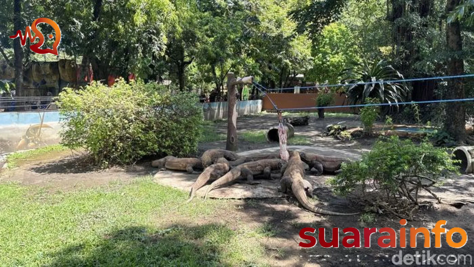 Diplomasi Satwa: Kebun Binatang Surabaya Kirim Sepasang Komodo ke Jepang dalam Misi Konservasi Global