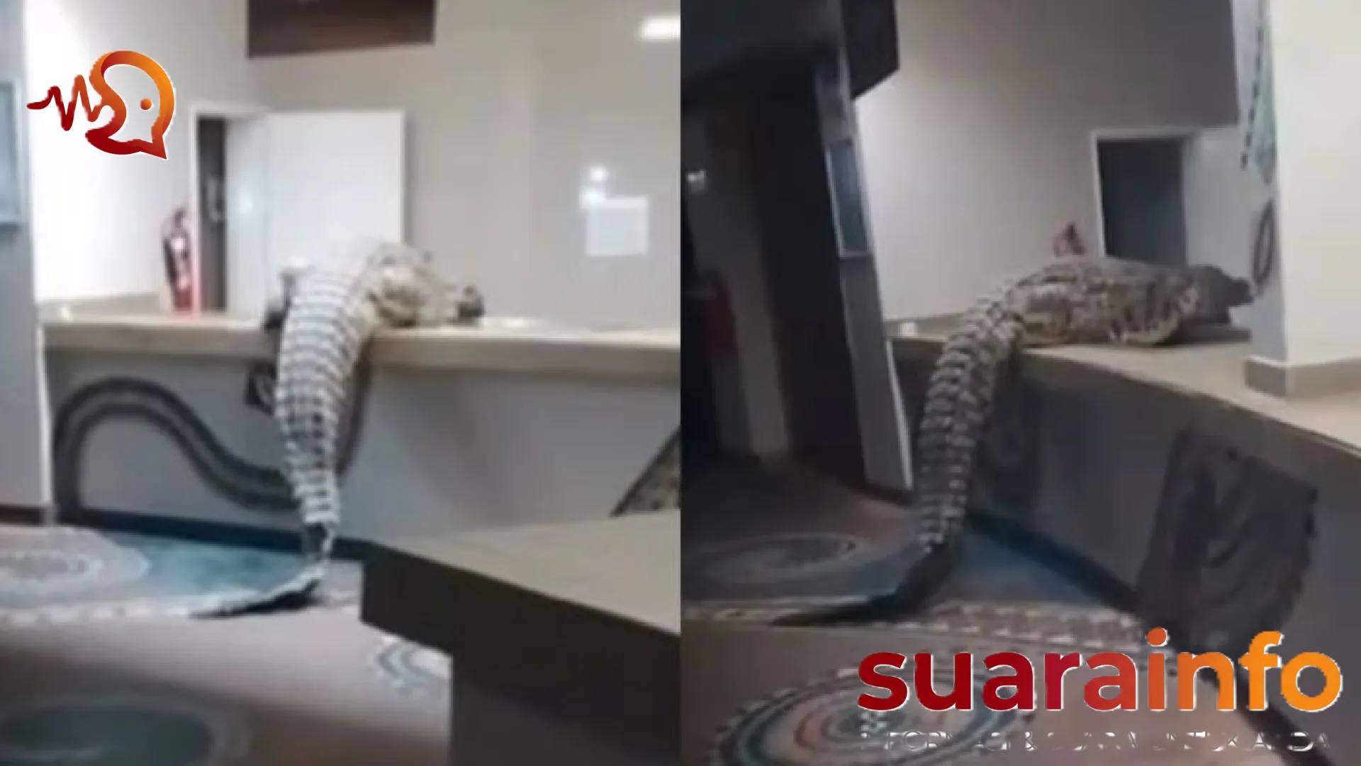 Teror di Balik Kemewahan: Ketika Buaya Raksasa Menembus Dapur Hotel Bintang Empat di Zimbabwe