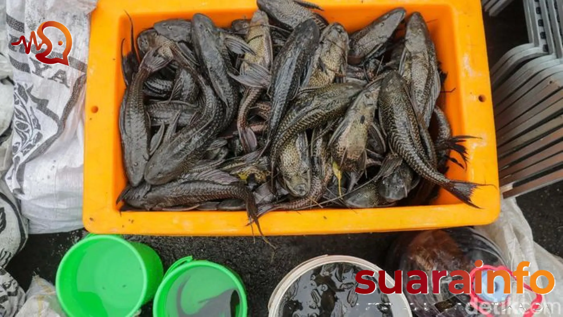 Bahaya Tersembunyi di Balik Gurihnya Siomay: Mengapa Ikan Sapu-sapu Bisa Merusak Organ Dalam Anda?