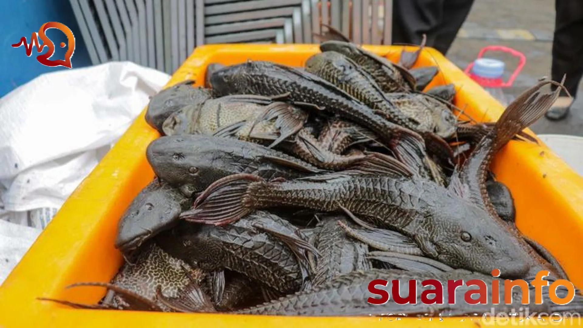 Menelisik Keamanan Konsumsi Ikan Sapu-sapu: Mengapa Air Jernih Tak Menjamin Bebas Racun?