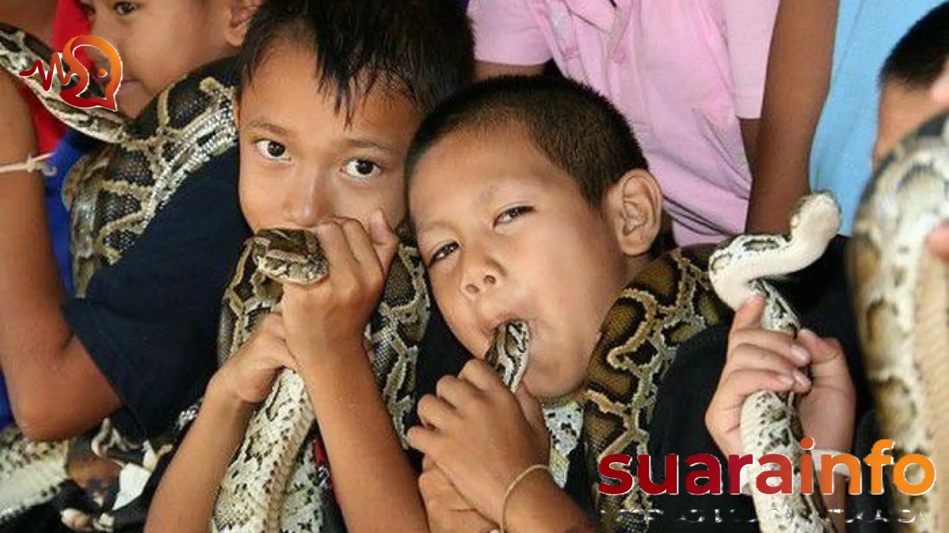 Menelusuri Ban Khok Sa-Nga: Harmoni Mistis Manusia dan Raja Kobra di Jantung Thailand