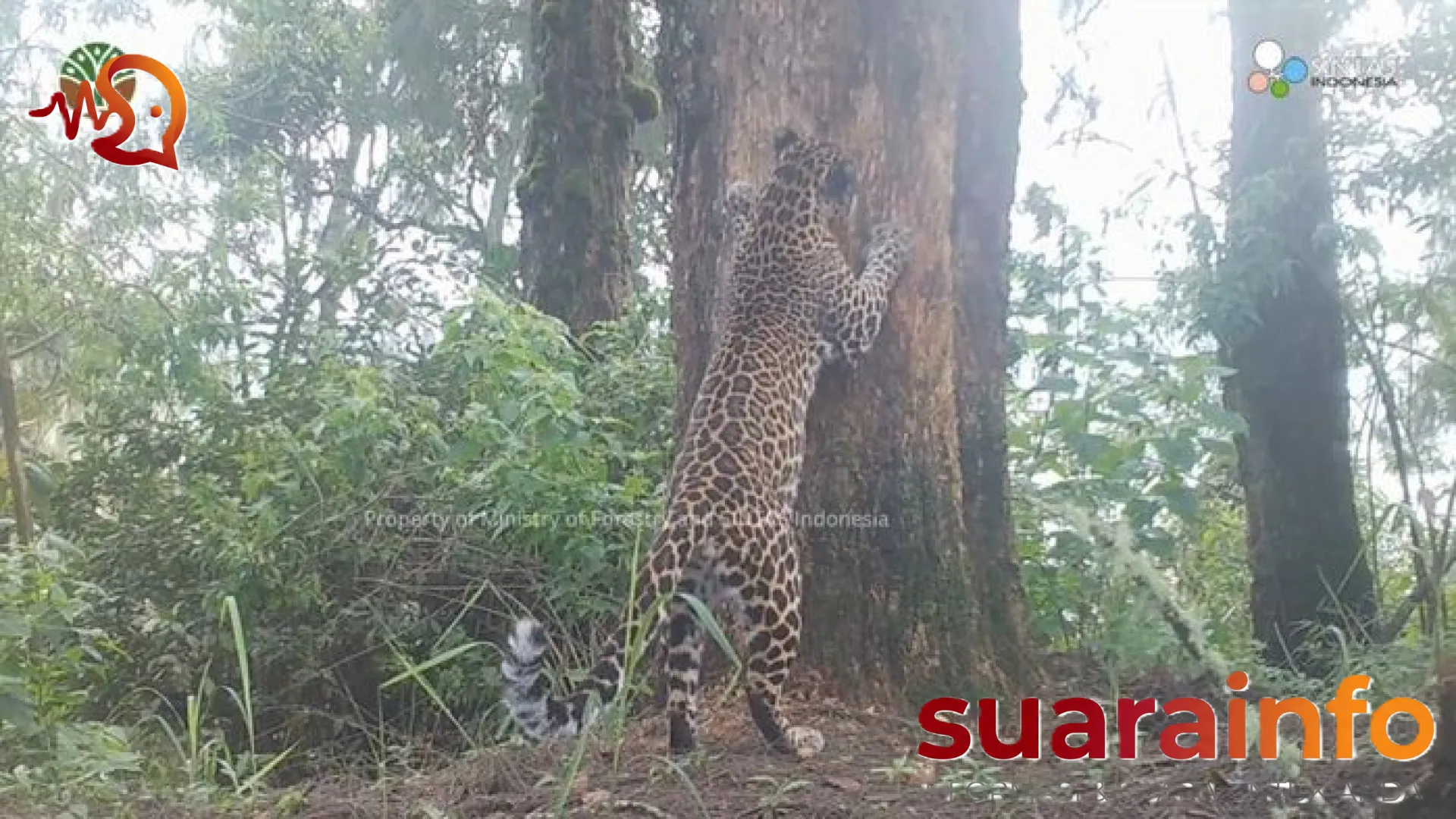 Eksklusif: Kehadiran 8 Macan Tutul Jawa di Bromo Tengger Semeru Berikan Harapan Baru bagi Konservasi Satwa Langka