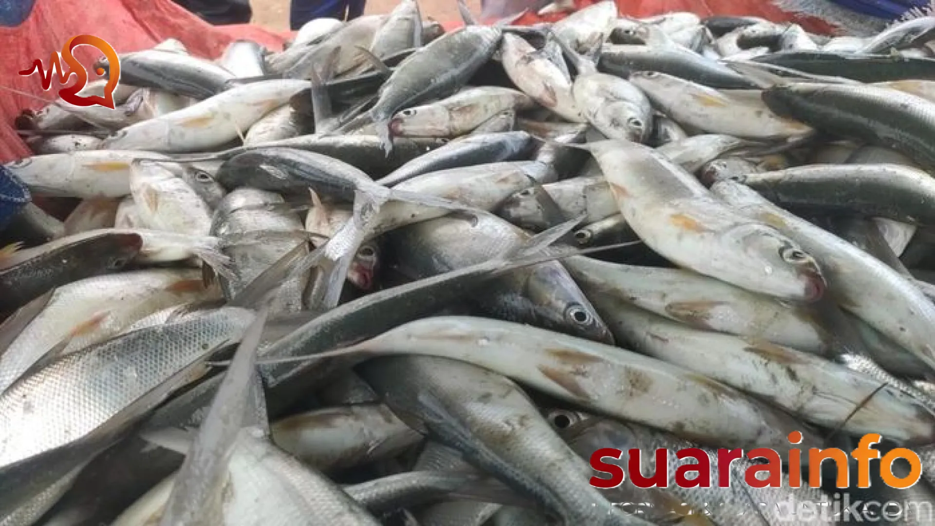 Waspada Kandungan Racun di Meja Makan: Panduan Memilih Ikan yang Aman dari Perairan Jakarta Menurut Ahli Gizi