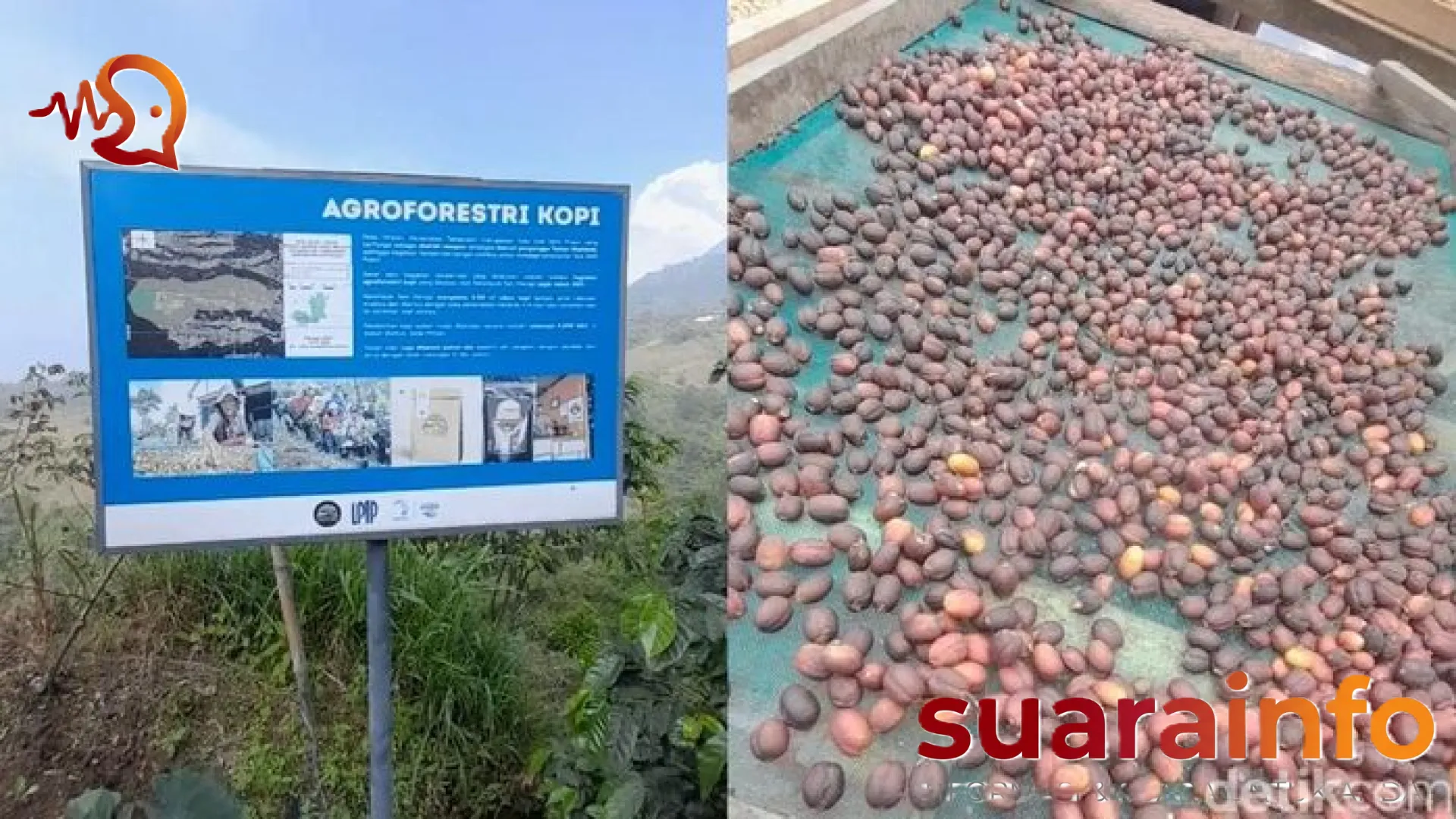 Menjaga Aliran Sungai Pusur Lewat Segelas Kopi Konservasi: Jejak Agroforestri dan Keunikan Aroma Mawar dari Boyolali