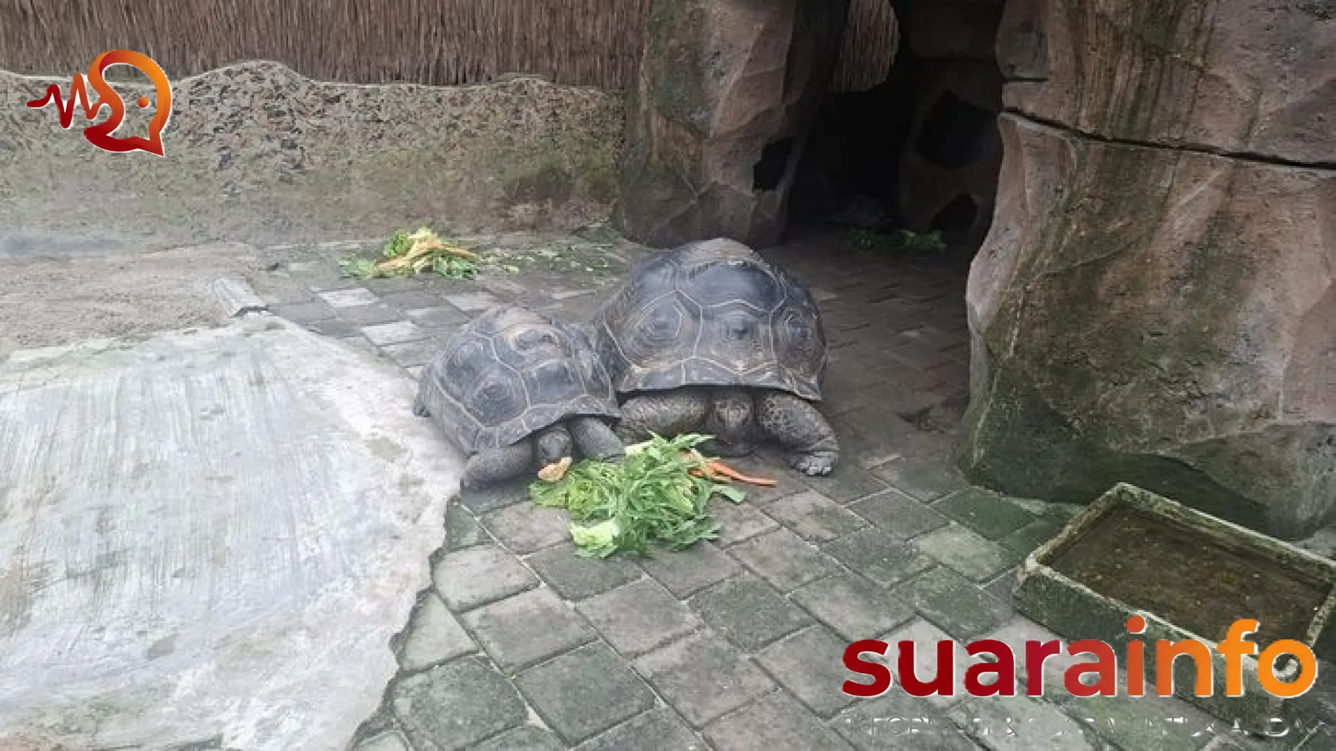 Viki, Saksi Bisu Sejarah: Mengenal Kura-kura Raksasa Berusia 103 Tahun di Faunaland Ancol