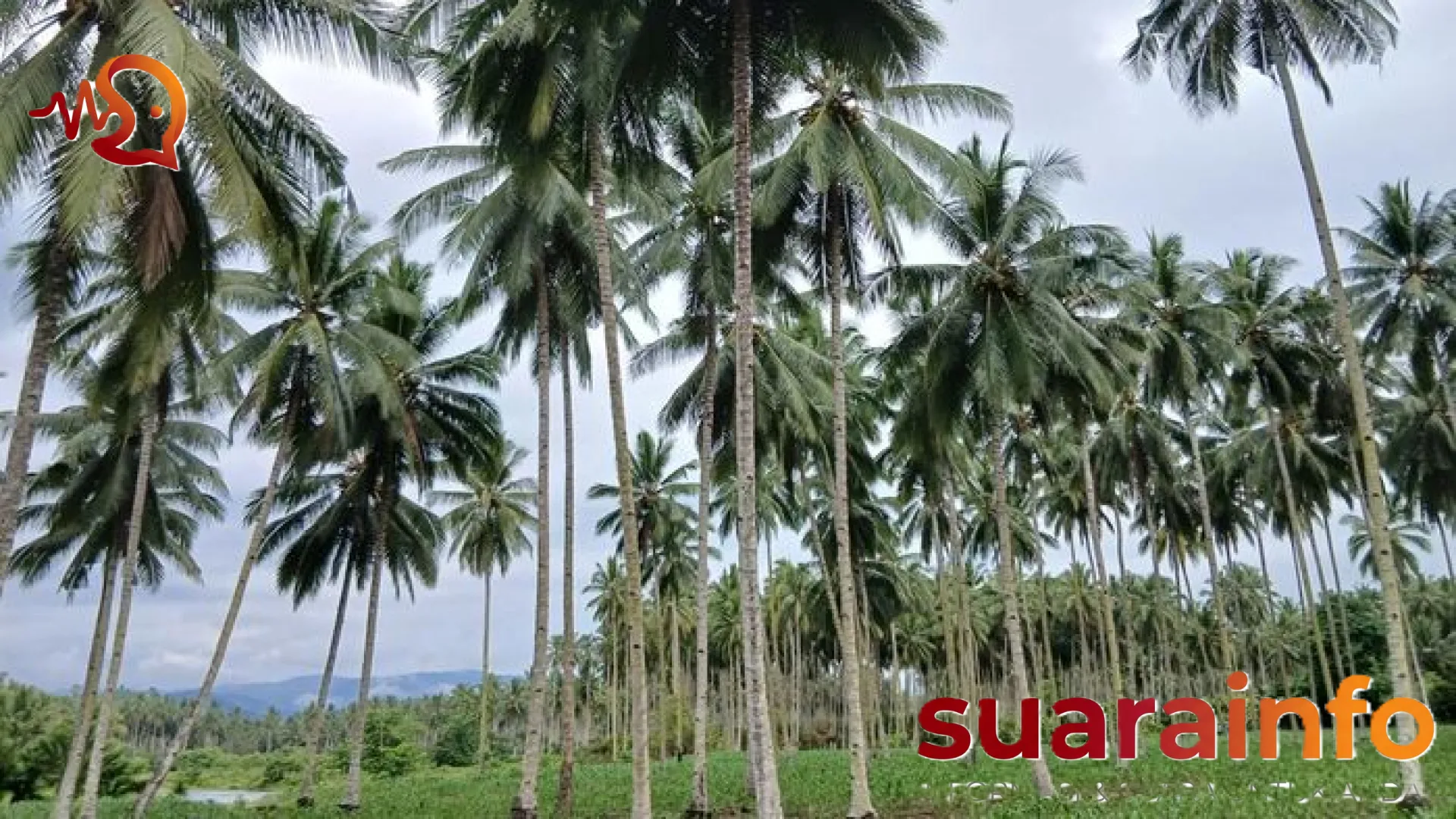 Menyingkap Pesona Bumi Nyiur Melambai: Harmoni Alam, Sejarah, dan Kuliner Khas Sulawesi Utara