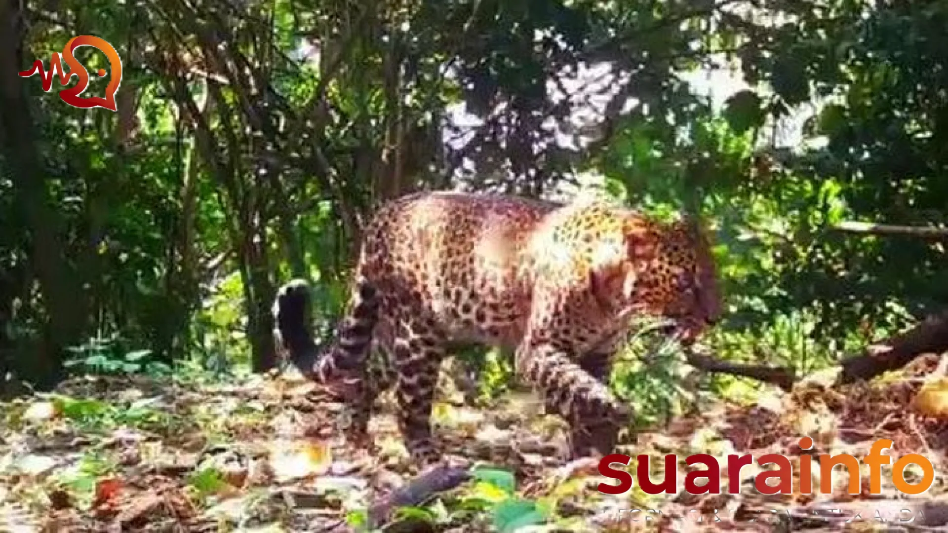 Misi Rahasia di Rimba Sukabumi: Mengintip Cara Kerja 80 ‘Mata-Mata’ yang Melacak Eksistensi Macan Tutul Jawa