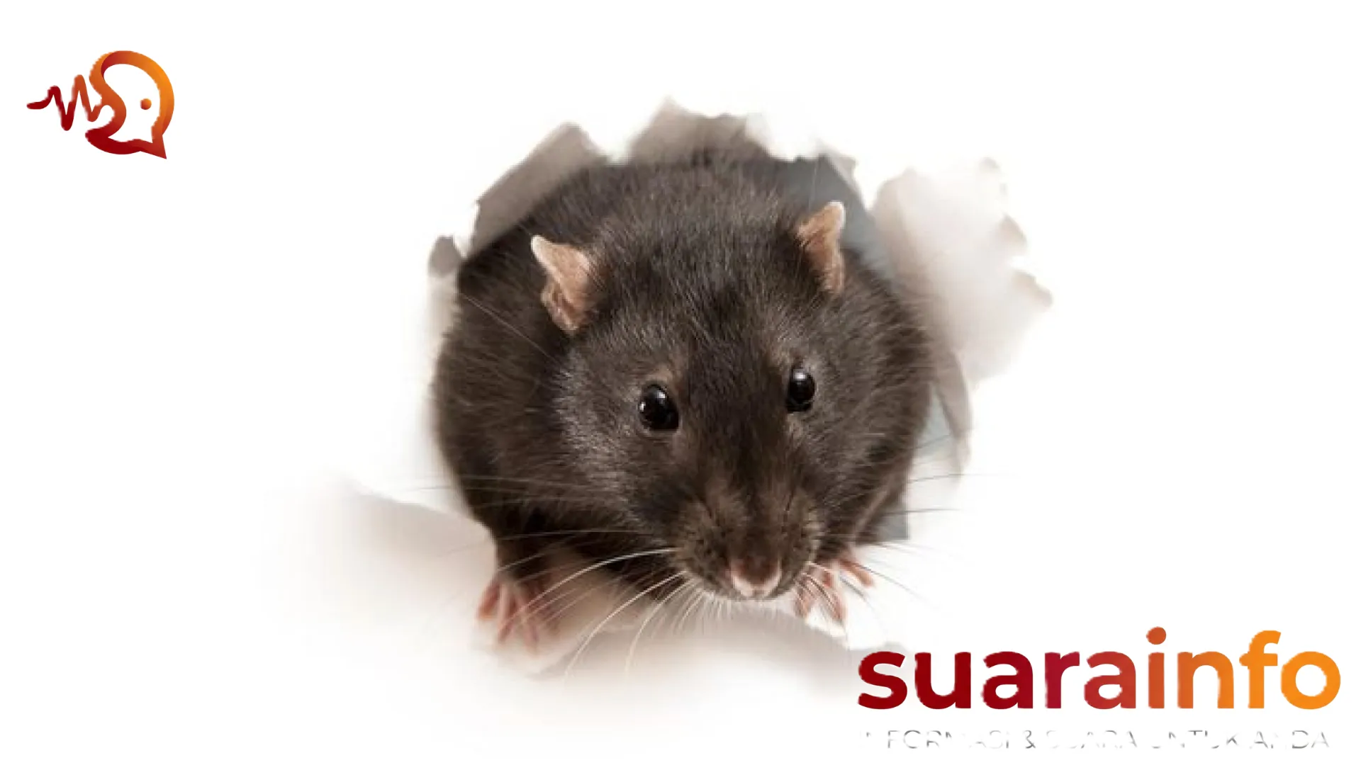 Sama-Sama Dibawa Tikus, Inilah Perbedaan Fatal Antara Hantavirus dan Leptospirosis yang Wajib Anda Tahu