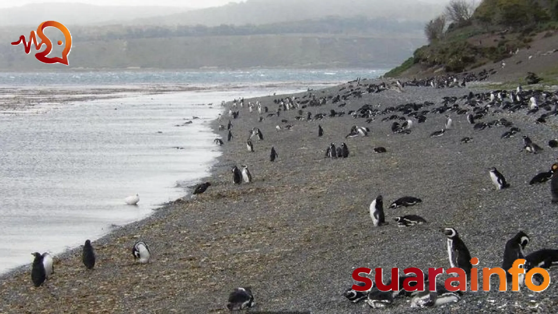 Menguak Tabir Misteri Virus Hanta di ‘Ujung Dunia’: Apakah Ushuaia Benar-Benar Titik Nol?