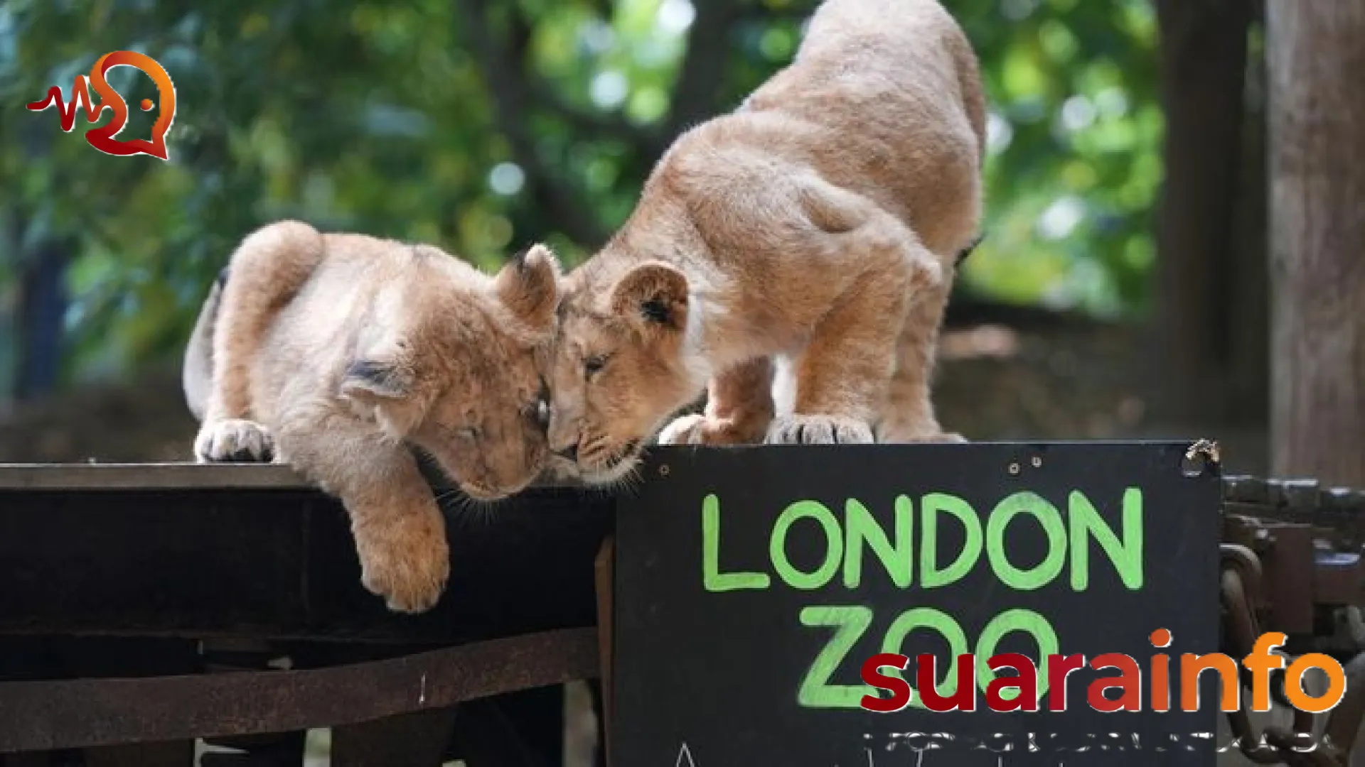Terobosan Dua Abad London Zoo: Menyingkap Rahasia Medis Satwa di Balik Galeri Kaca