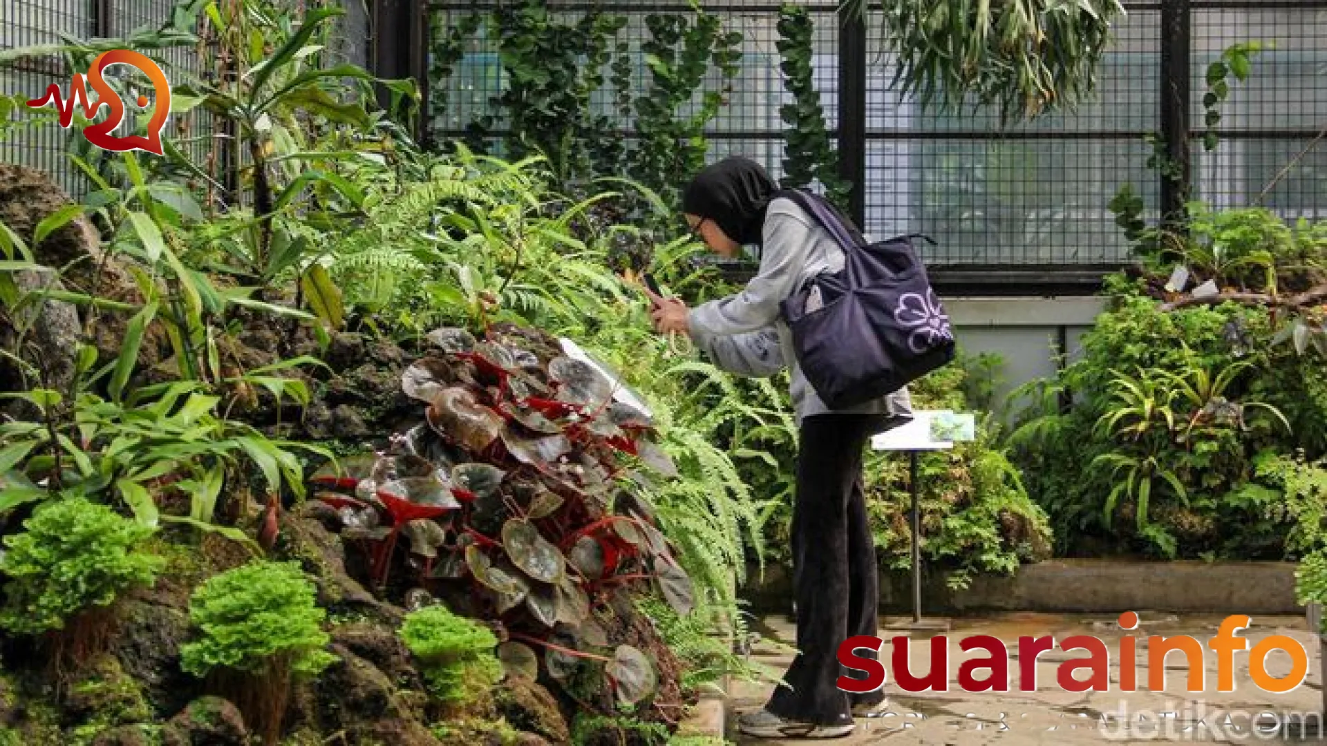 Menelusuri Jejak ‘Monster Pemakan Serangga’ di Taman Nepenthes Kebun Raya Bogor: Oase Eksotis di Jantung Kota Hujan