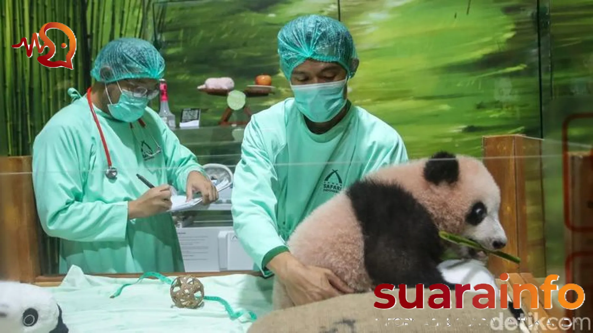 Kisah Satrio Wiratama: Menelusuri Jejak Pertumbuhan Bayi Panda Raksasa Pertama di Indonesia yang Mengharu Biru