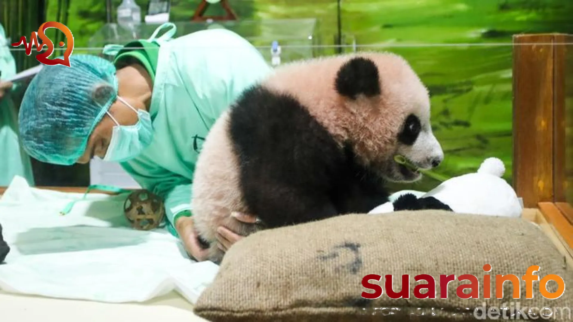 Transformasi Menakjubkan Rio: Dari Bayi Pink yang Ringkih Hingga Jadi Maskot ‘Gemoy’ di Taman Safari Bogor