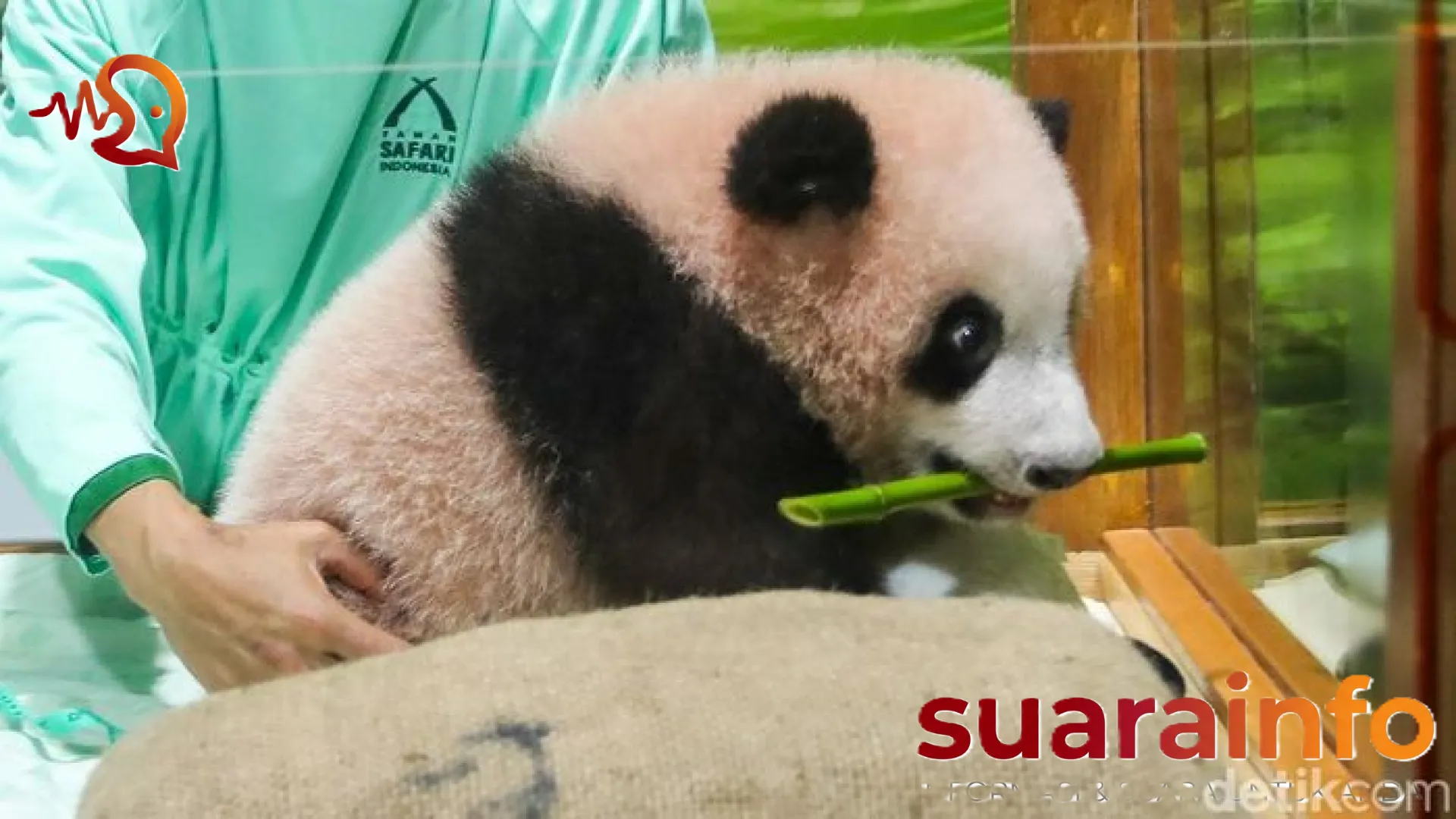 Satrio Wiratama: Kisah Bayi Panda Pertama Indonesia yang Siap Temui Penggemar di Taman Safari Bogor