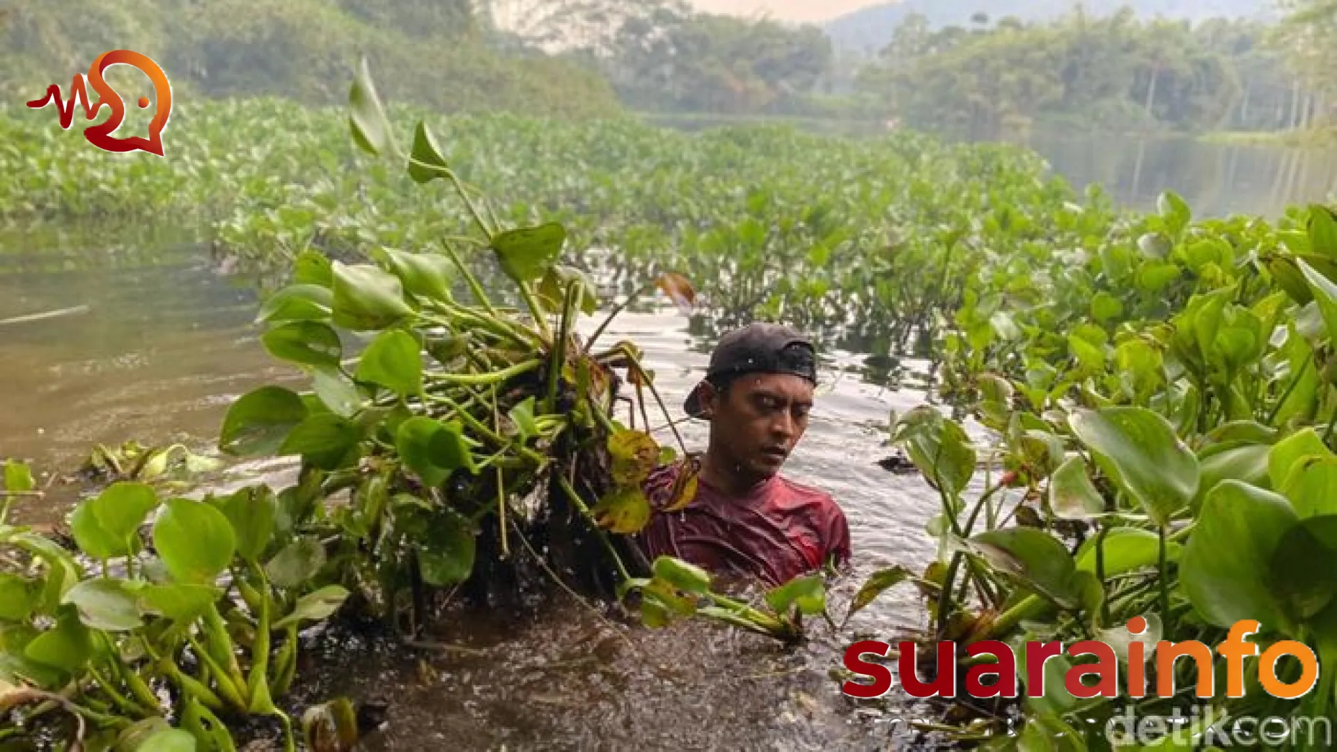 Misi Sunyi Mang Kiclik: Berjibaku Melawan Hutan Hijau Eceng Gondok yang Menyesakkan Waduk Saguling