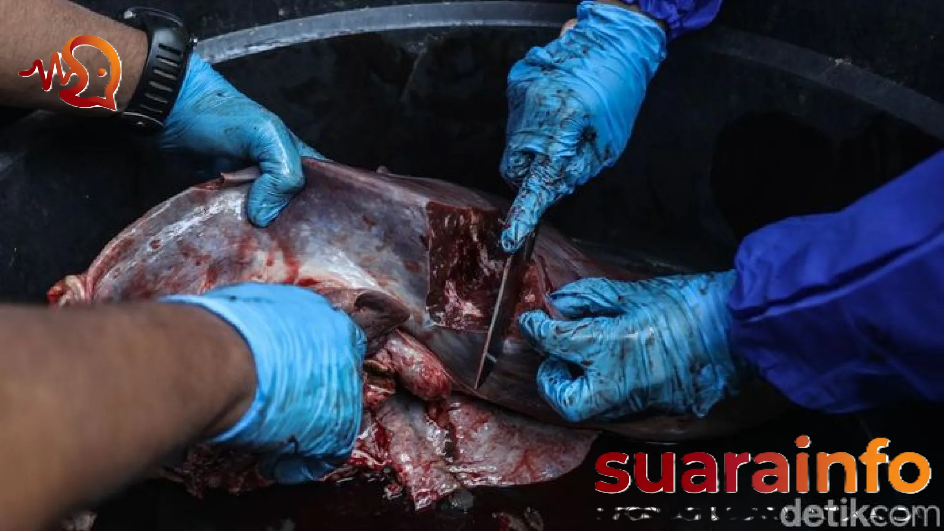 Mengapa Daging Kurban Sering Terasa Alot? Simak Penjelasan Ilmiah dan Tips Mengolahnya Agar Empuk