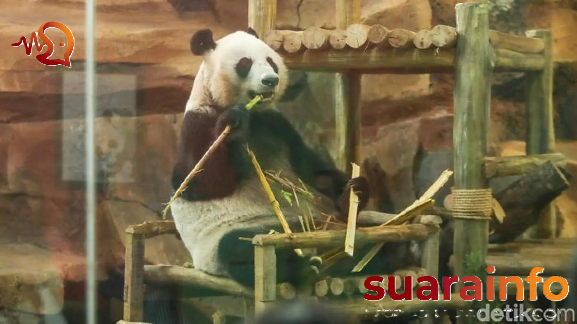 Langkah Pertama Rio: Keajaiban Kelahiran Panda Raksasa Pertama di Indonesia yang Kini Resmi Menyapa Publik