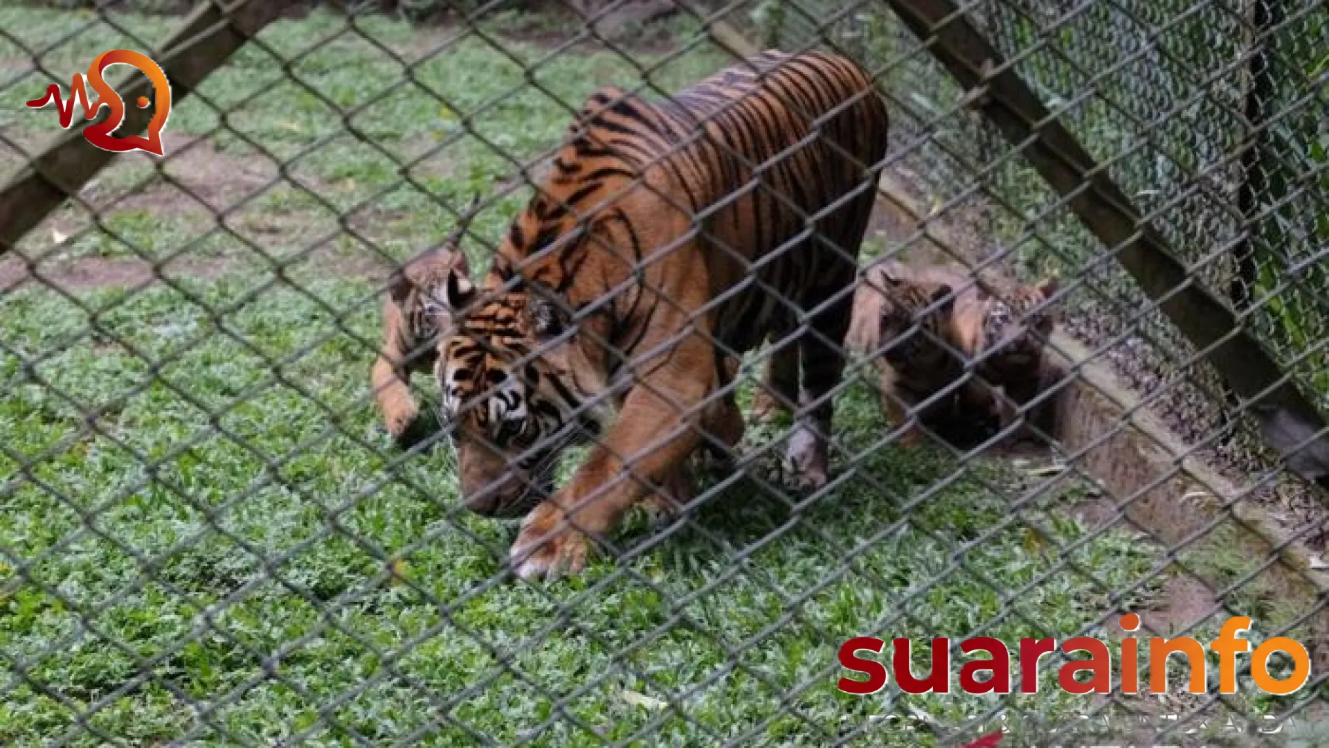 Keajaiban di Kaki Gunung Arjuno: Kelahiran Langka Empat Bayi Harimau Sumatra Menjadi Secercah Harapan Baru bagi Konservasi
