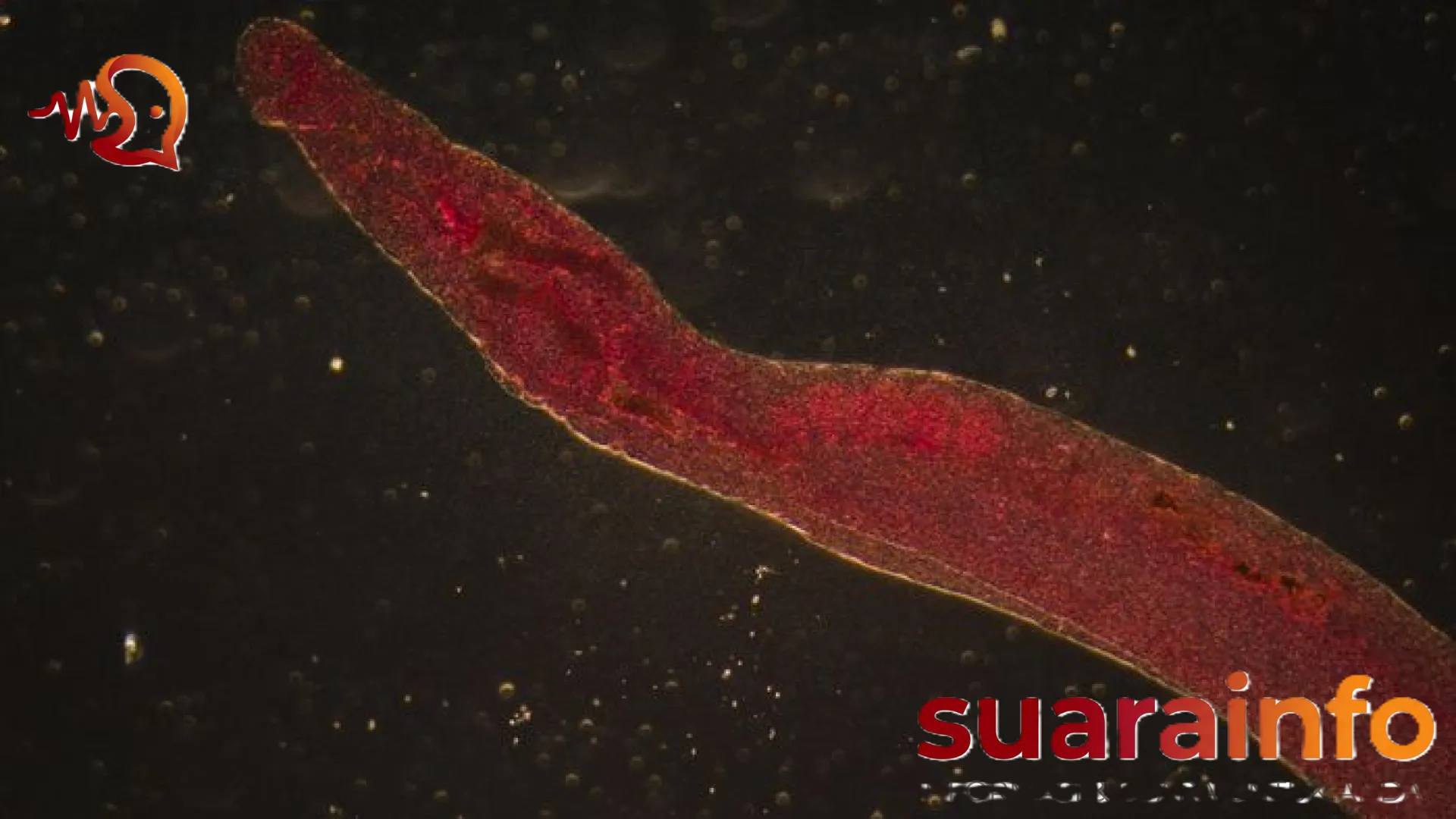 Ancaman ‘Cacing Pemakan Daging’: Kasus New World Screwworm Guncang Texas, Seberapa Bahaya bagi Manusia?