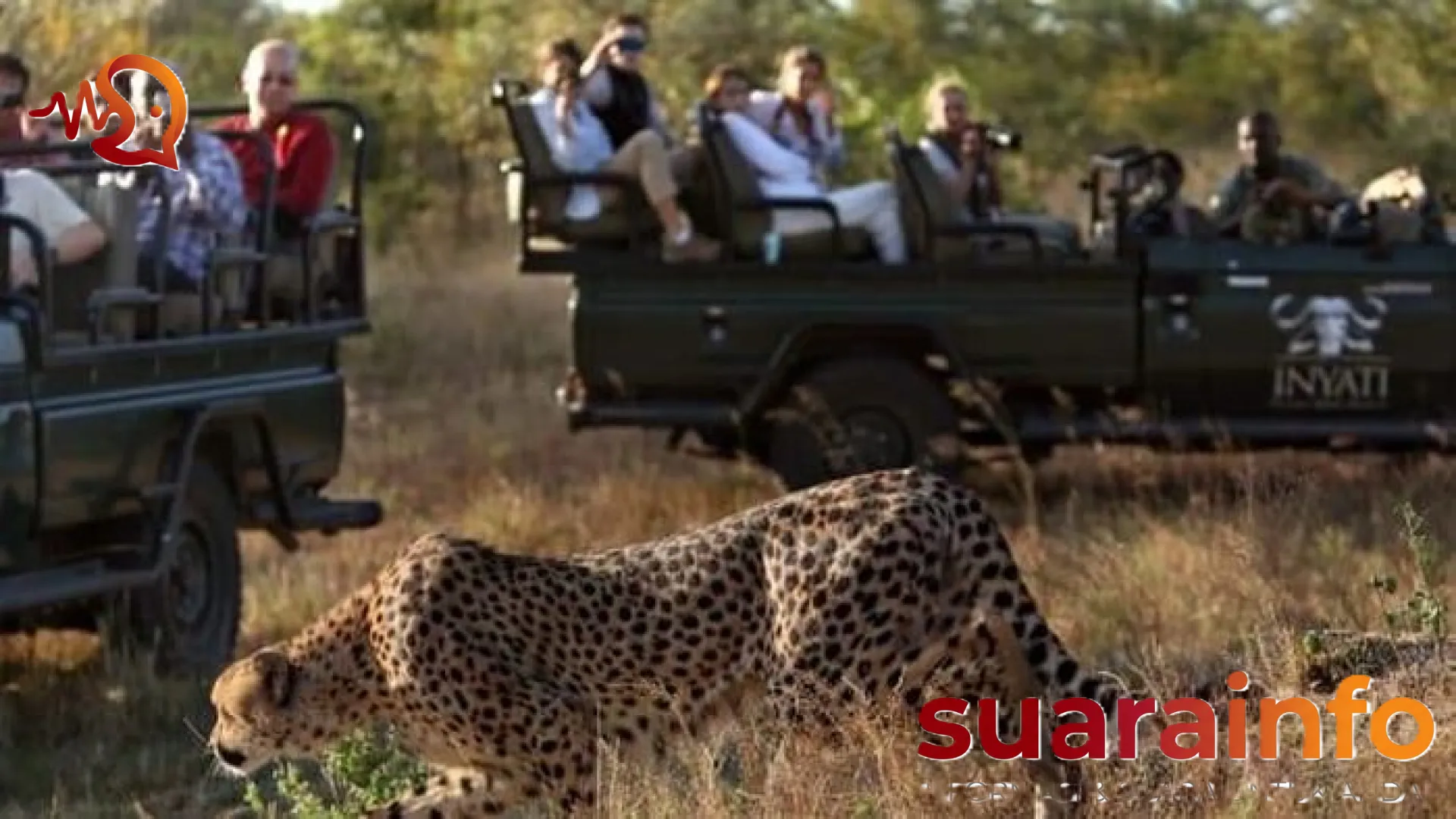 Tragedi Berdarah di Kruger National Park: Misteri Kematian Turis yang Mengguncang Dunia Safari