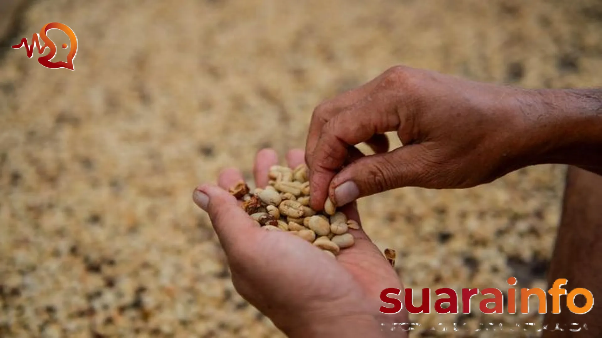 Jejak Emas Kopi Jawa: Kisah Saat Secangkir ‘Java’ Menjadi Komoditas Termahal di Dunia