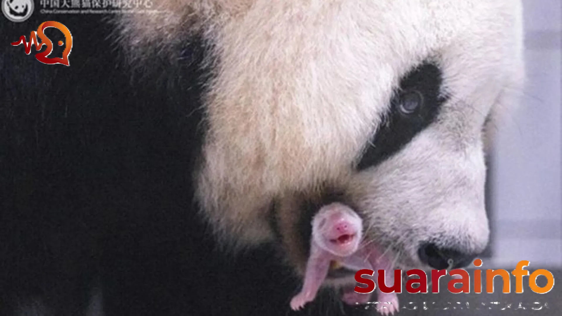 Kabar Bahagia dari Everland: Ai Bao, Sang Primadona Panda Raksasa, Melahirkan Anak Keempat di Korea Selatan