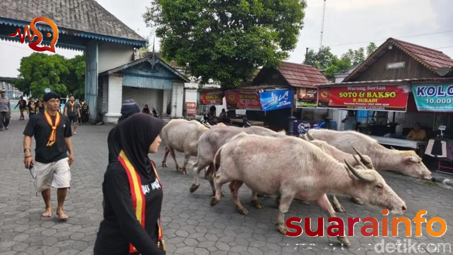 Ritual Wingit Malam Satu Suro: Persiapan Kebo Bule Kyai Slamet Mengawal Tradisi Keraton Kasunanan Surakarta