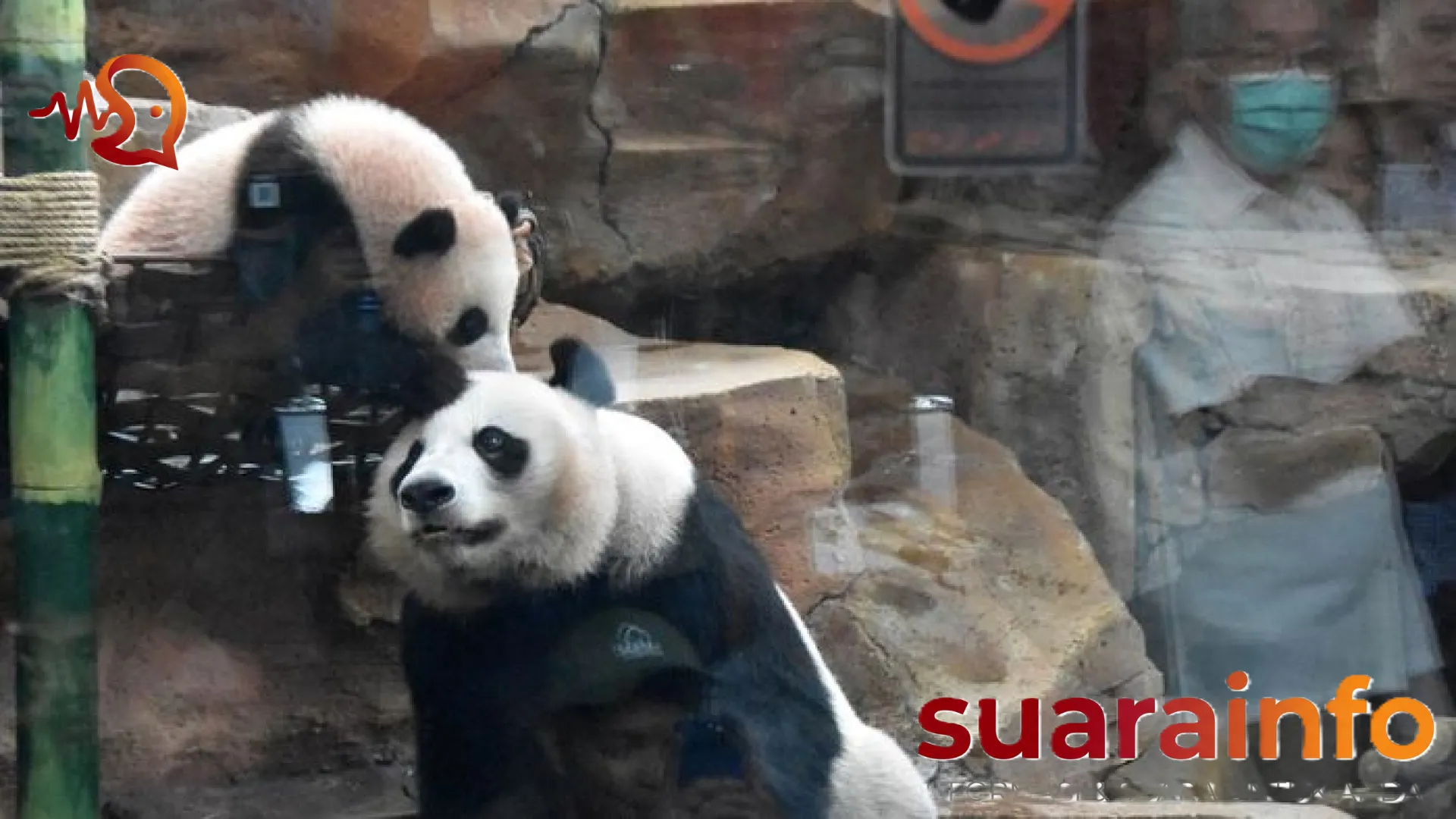 Kesuksesan Diplomasi Panda: Mengintip Pertumbuhan Mengagumkan Satrio Wiratama di Taman Safari Bogor