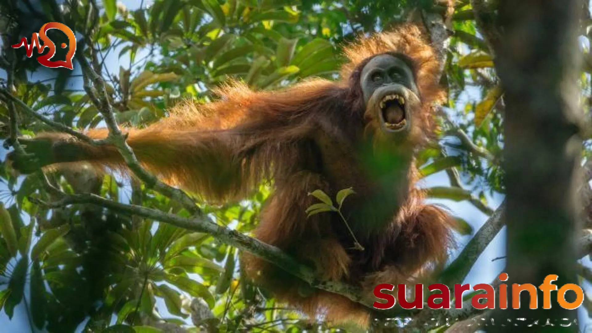 Tragedi di Batang Toru: Ketika Siklon Senyar Menghapus Jejak Orang Utan Tapanuli dari Muka Bumi