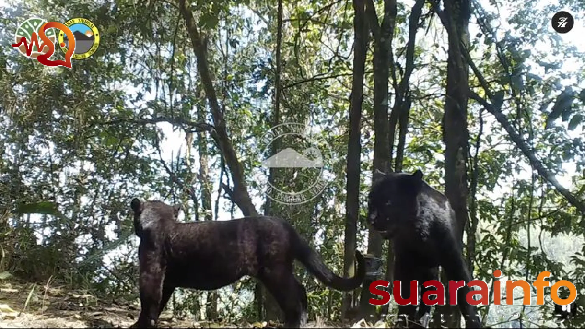 Jejak Sang Penguasa Hutan Jawa yang Kian Memudar: Antara Eksistensi Macan Tutul dan Misteri Harimau Jawa