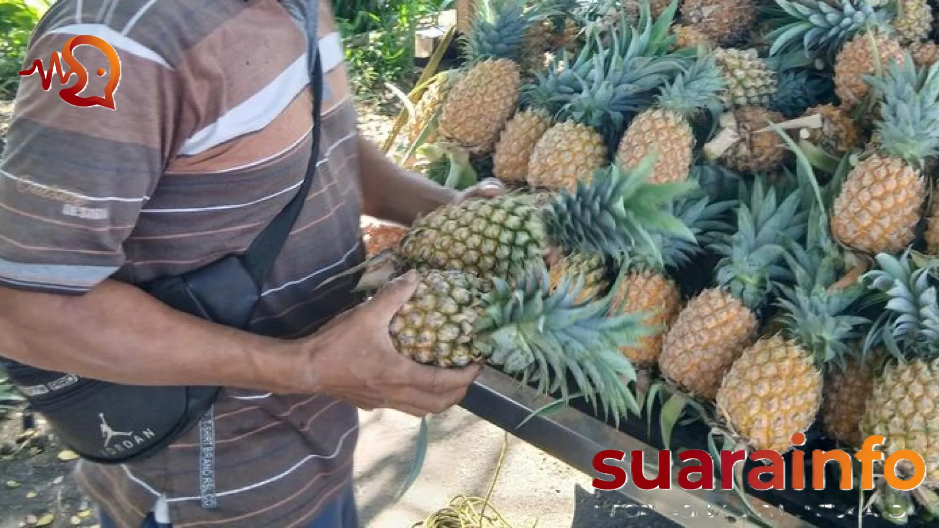 Menjelajah Surga Nanas di Bolaang Mongondow: Keajaiban Cita Rasa Lobong Kuning yang Mendunia