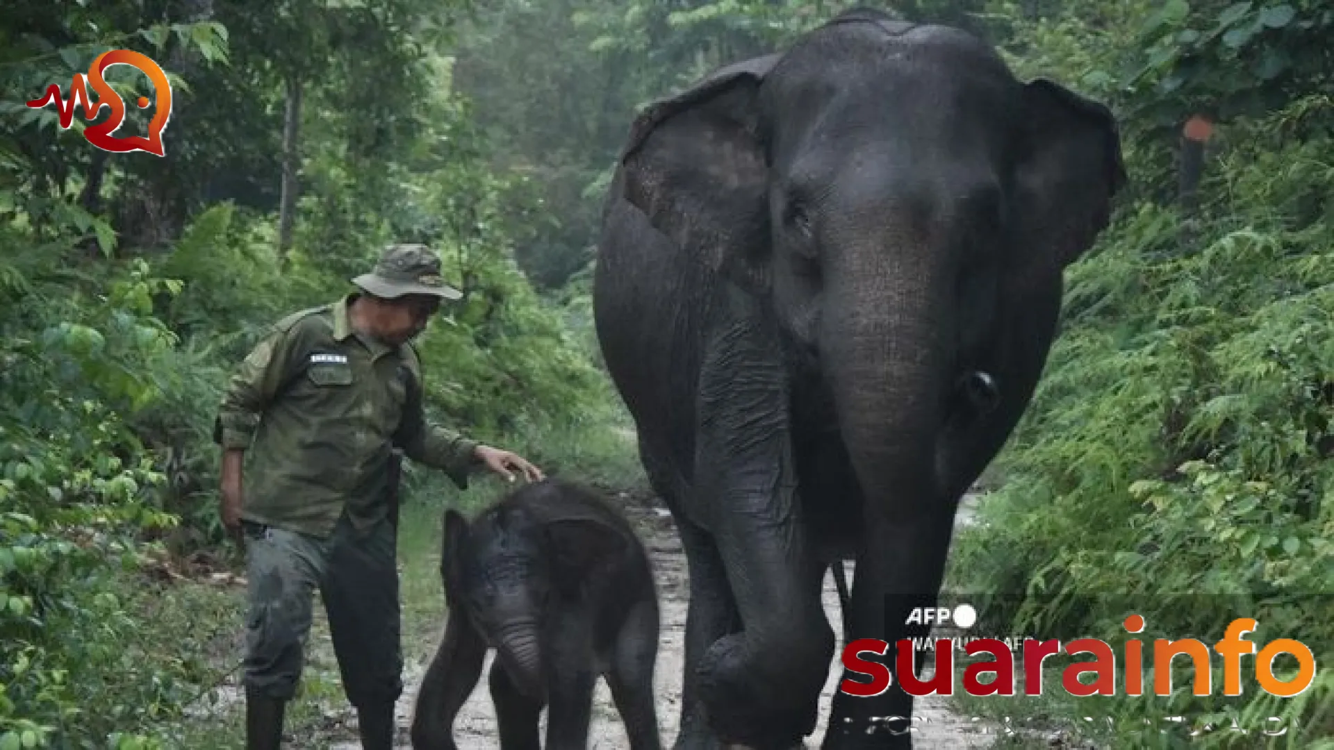 Mengenal Nona Seroja: Bayi Gajah Sumatra yang Mencuri Hati dan Menjadi Simbol Harapan dari Tesso Nilo