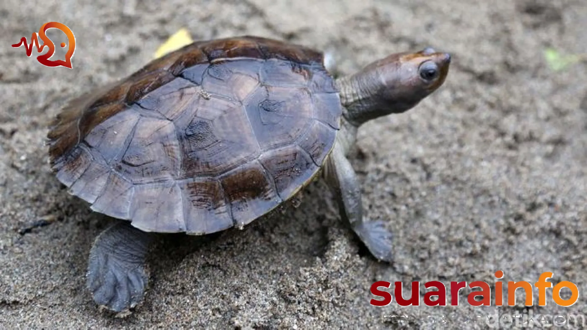 Misi Penyelamatan Tuntong Laut: Menjaga Sang Penjaga Pesisir yang Nyaris Punah dari Tanah Sumatra