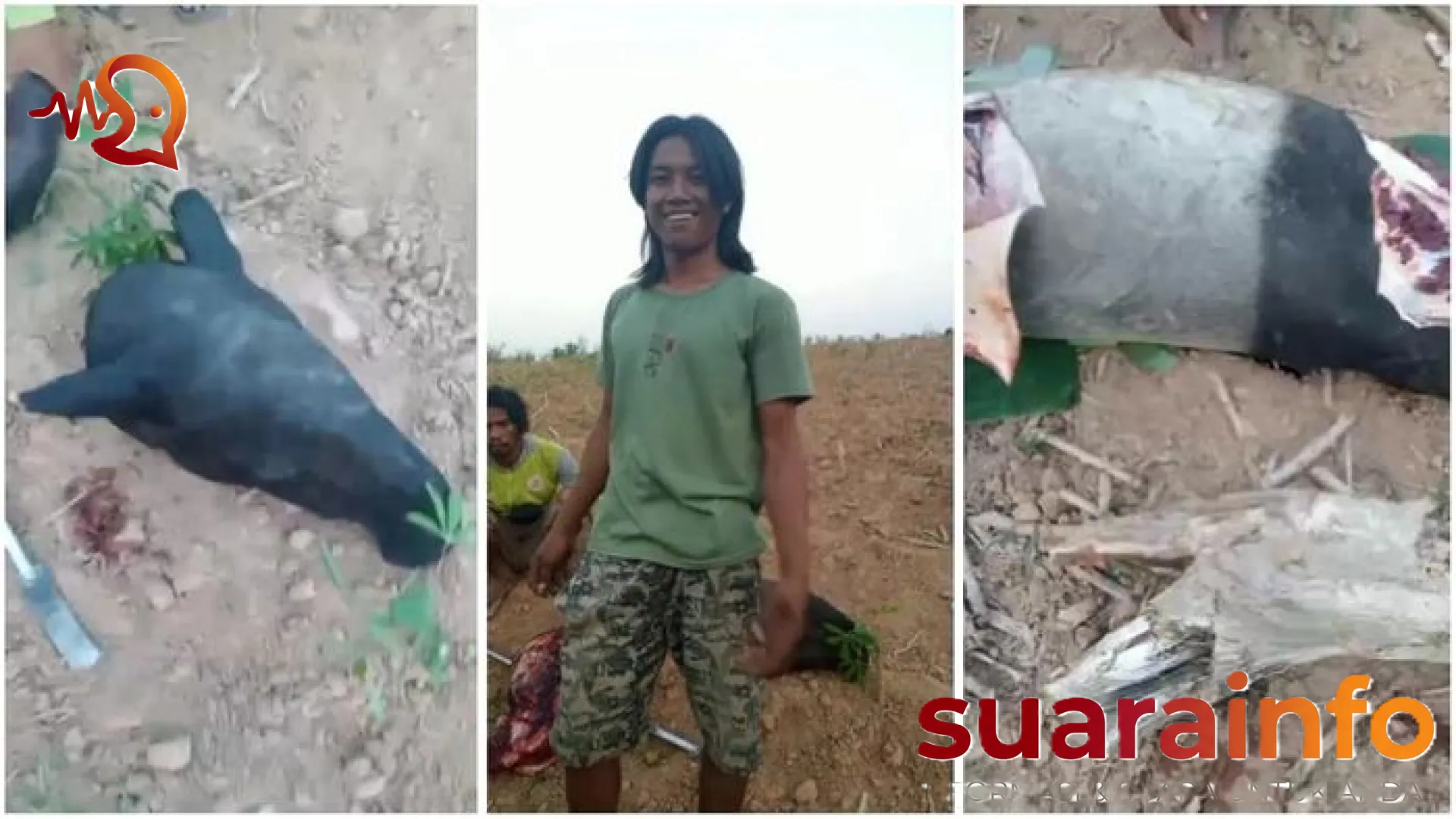 Tragedi Berdarah di Mesuji: Kisah Nahas Tapir Langka yang Ditombak dan Berakhir Jadi Hidangan Rica-Rica